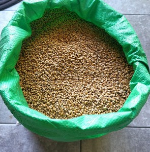 PSZENICA ZIARNO 25kg zbiór 2024r. karma pasza dla drobiu gołębi paszowa