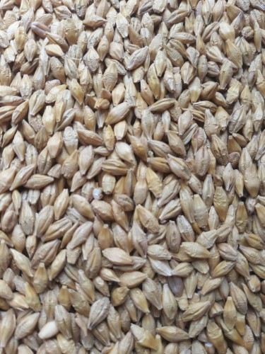 Jeczmien-browarny-25-kg-MDM-Polska-karma-dla-golebi-RUMI-ROL (1).jpg